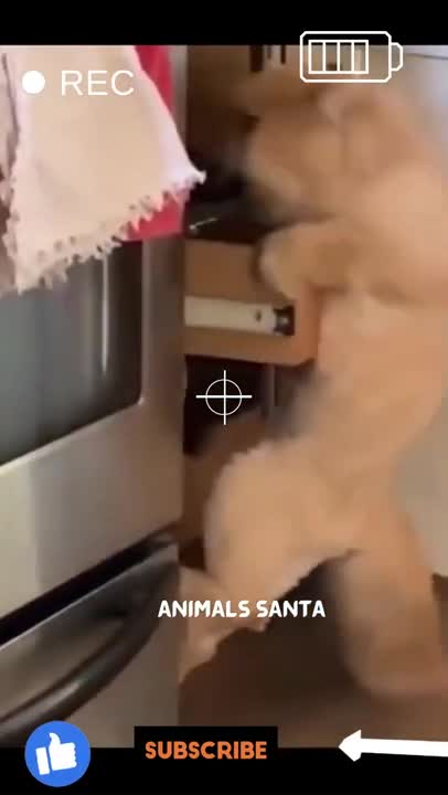 funny cat compilation #shorts #tiktok #16