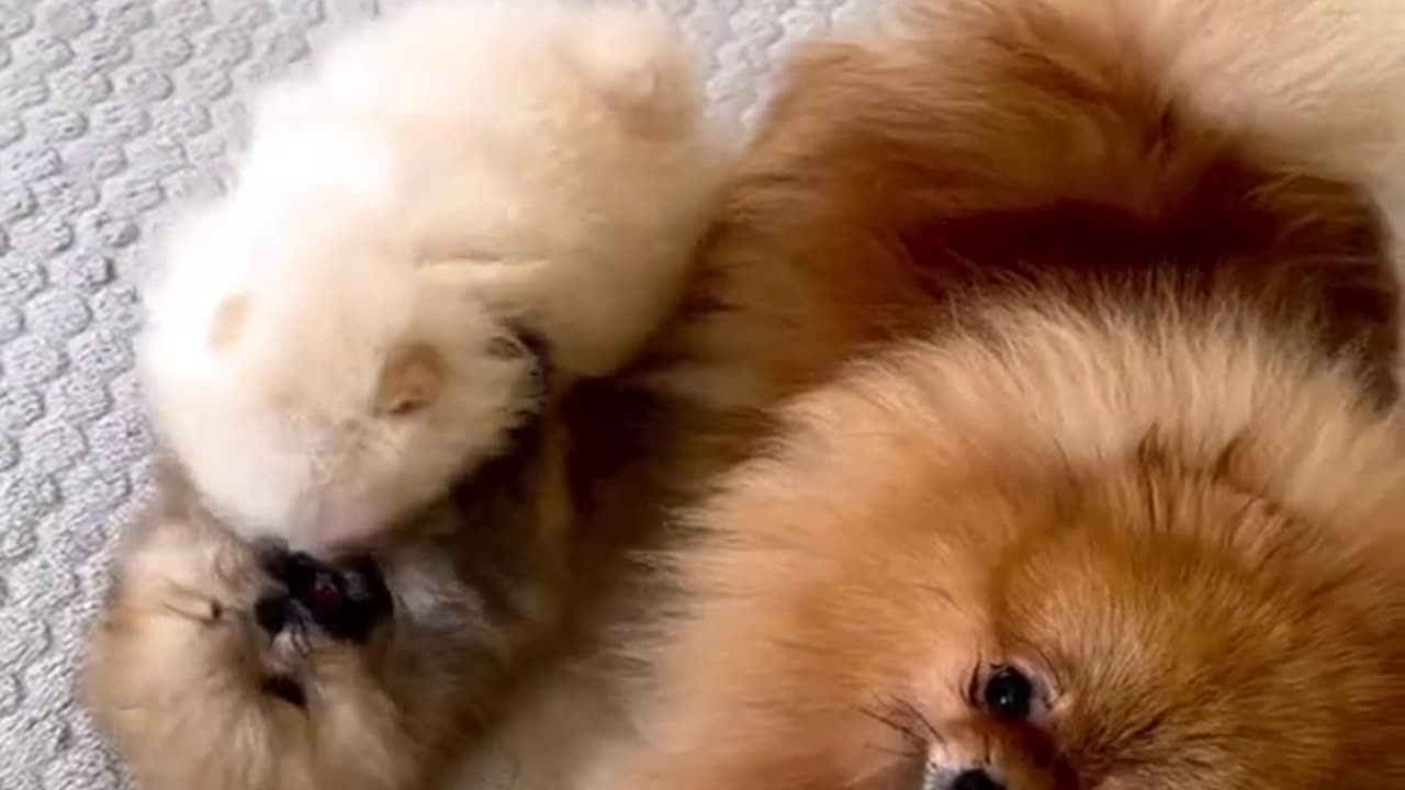 CUTE PUPPIES