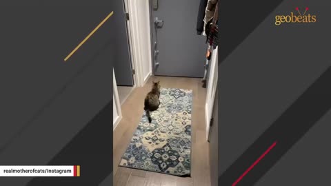 Family brings home a cat. Now she says the sweetest word to mom