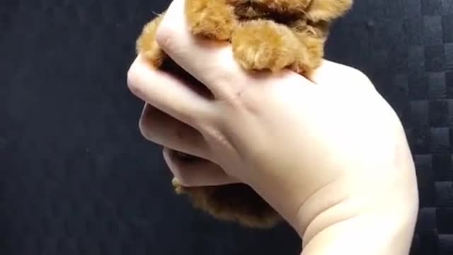 Cute Tiny Puppy Resting on the Palm of her Owners Hand