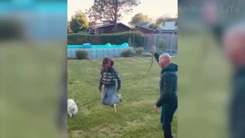 🐶 Dogs And 😹 Cats In Funny Situations - Try No