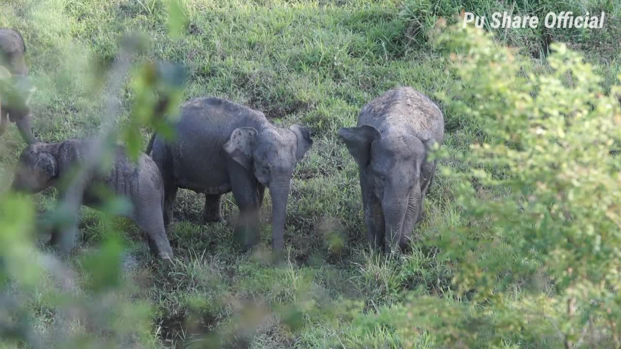 How Many Elephants Were Killed In World War I?