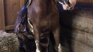 Horse Sits Down to Enjoy a Post Ride Snack