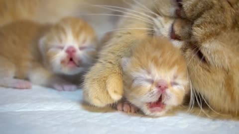 8 days after birth, kittens' getting cuter丨Exotic shorthair kittens