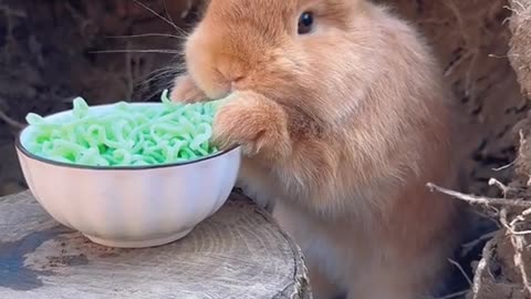 rabbit eating noodles