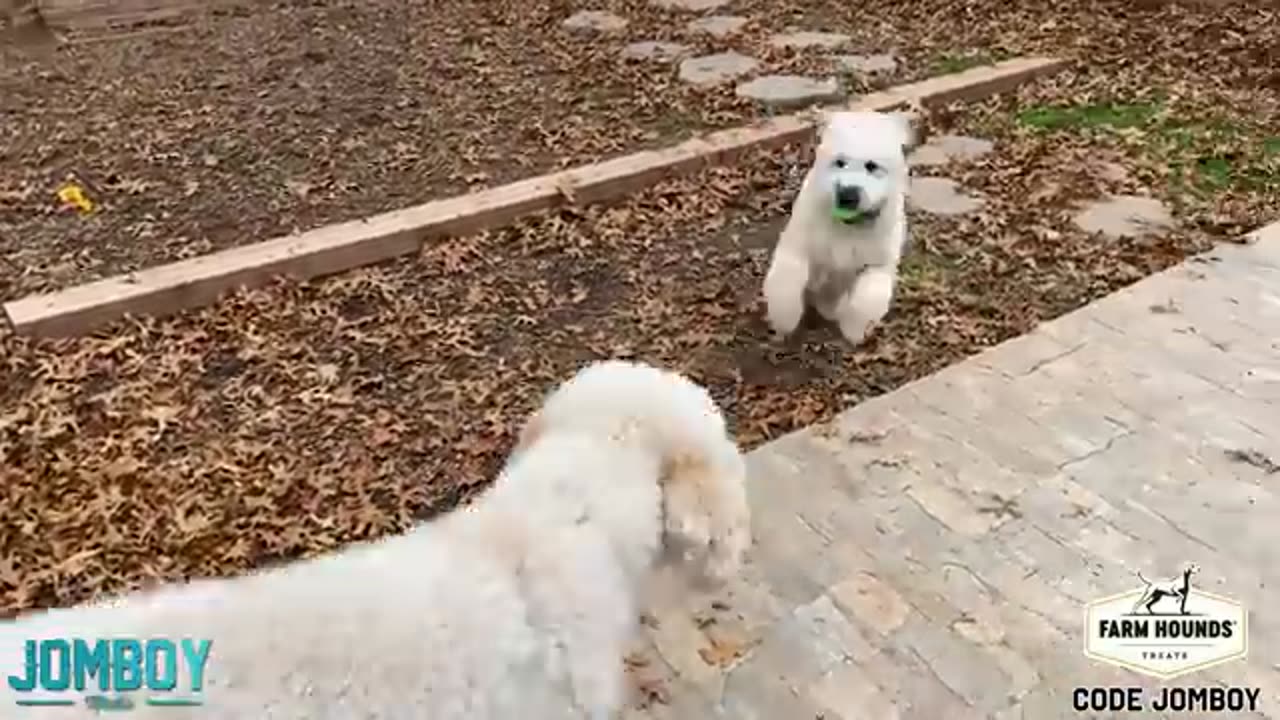 DOG FIGHTING TO ANOTHER DOG || DOGS PLAYING 🙏...|| DOGS FIGHTING 2023