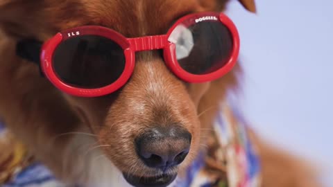 A dog with sunglasse