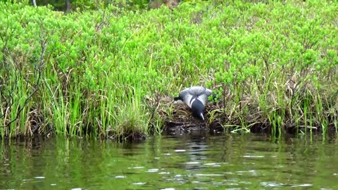 Loon Nesting