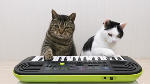 Cats and Piano