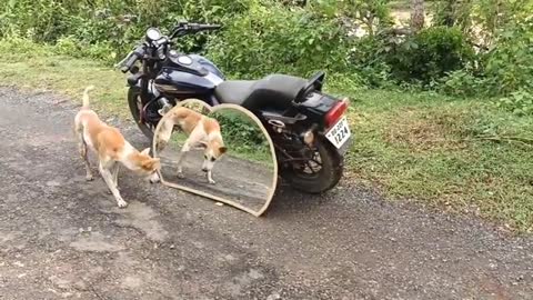 Mirror Prank video's with Dog | Funny Dog videos | Mirror prank video |