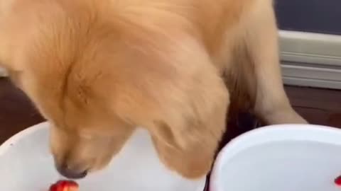 Funny Animals Series 398