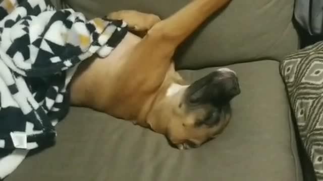 Super lazy doggy just doesn't want to wake up yet