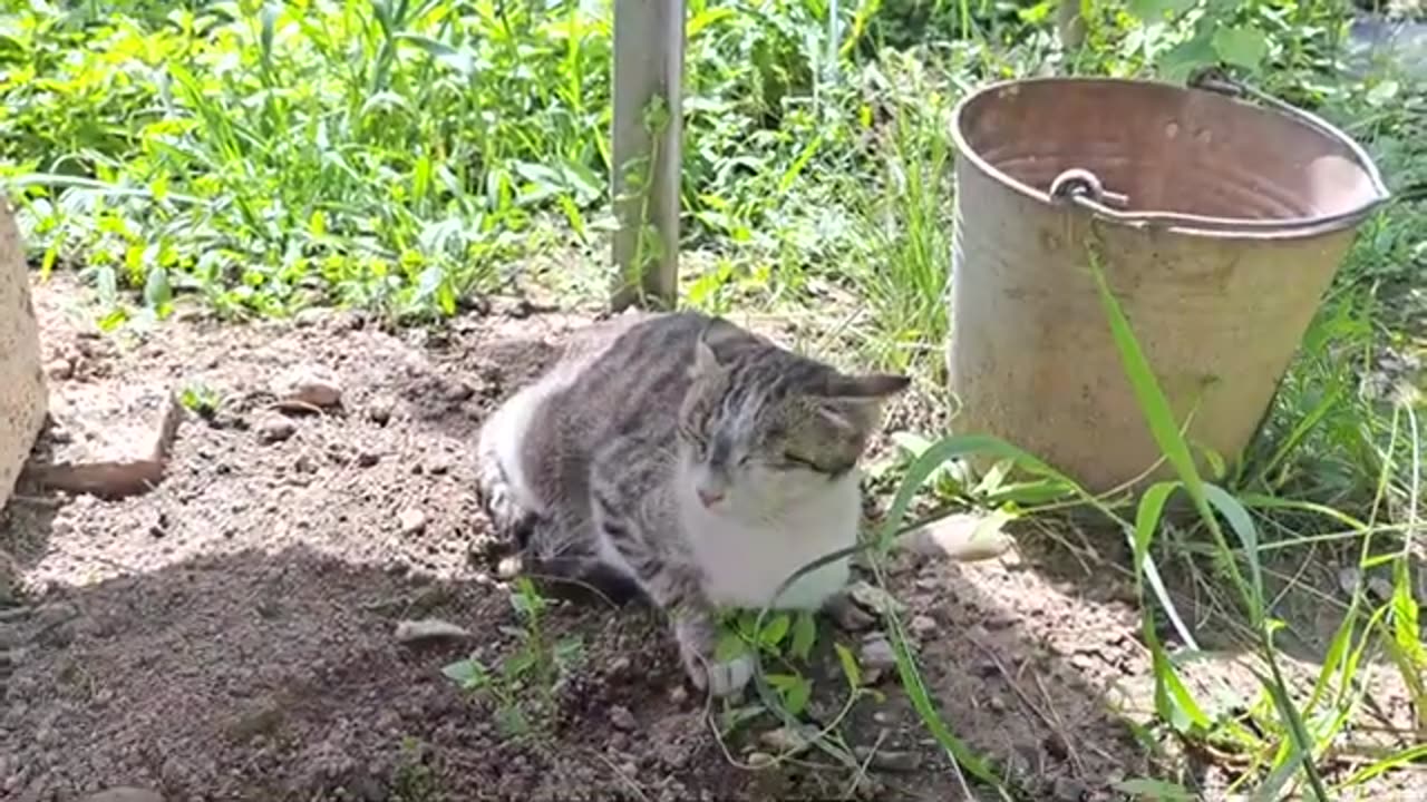 Cats fight. The mother cat keeps the foreign cat away from her kittens.