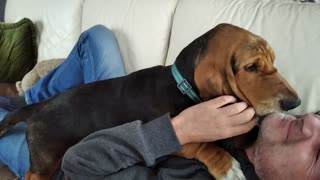 sweet puppy - basset