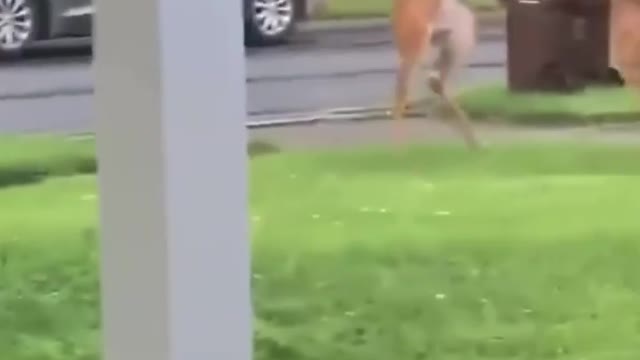 Kangaroo very dangerous fighting video