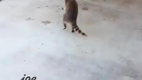 Funny animal video