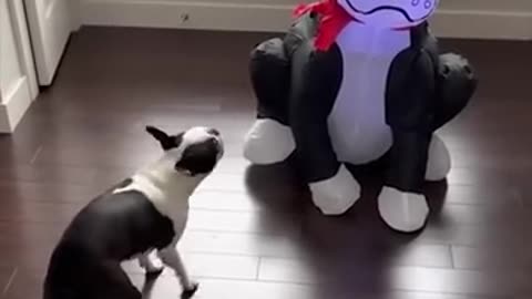 Funny animals and their reactions!