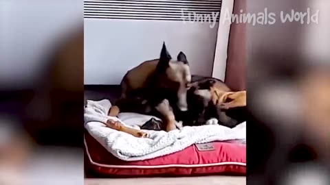 Funniest Videos of Cats and Dogs