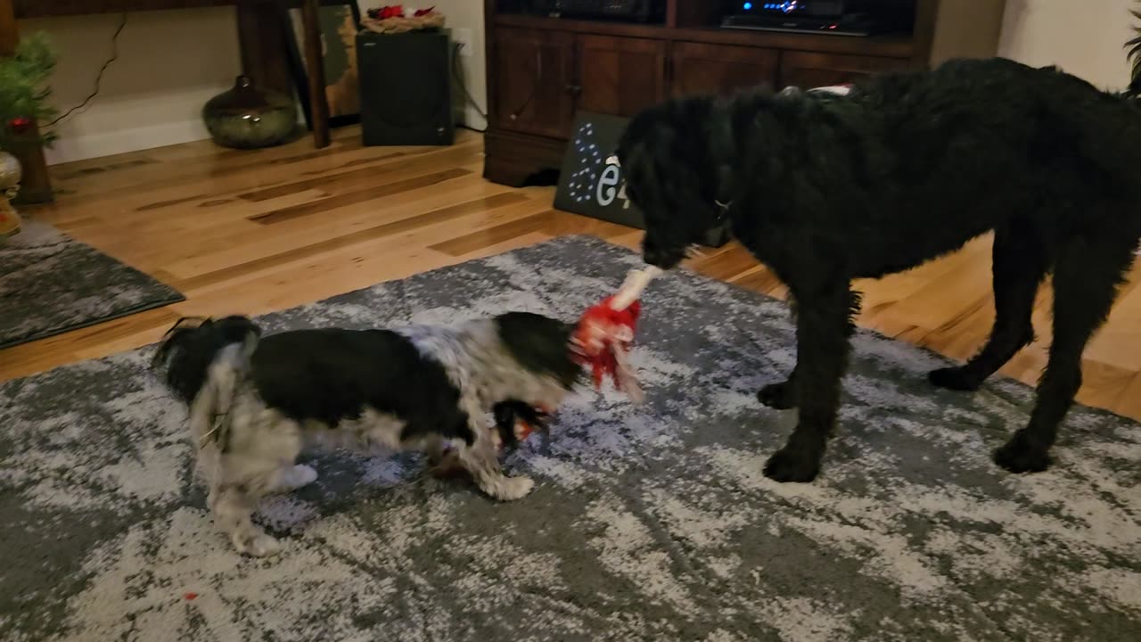 Border Collie Labradoodle vs Maltese Lhaso Apso in Tuf Of War