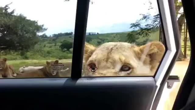 What smart lion wow