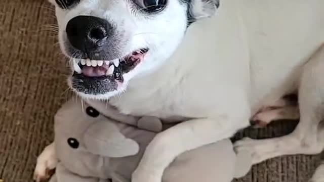 Dog Reacts to Ice Cube!