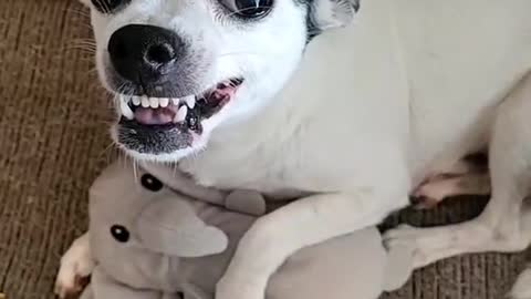 Dog Reacts to Ice Cube!