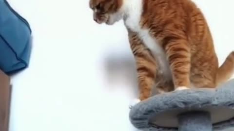 Funny cat video