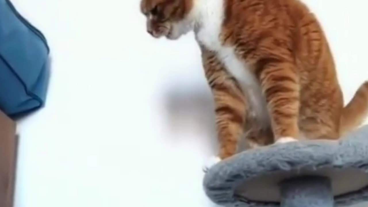 Funny cat video