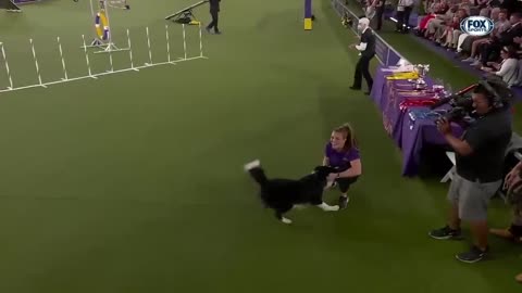 Best_of_2022_Masters_Agility_Championships_from_Westminst er Kennel Club FOX Sports