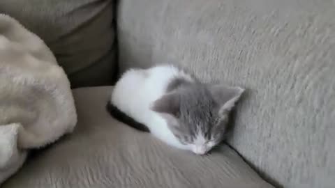 Kitten loaf