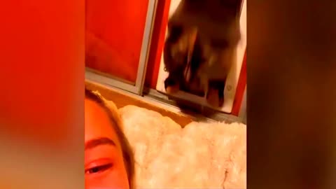 New Funny Animals Video 2024 | Funniest Cats and Dogs Videos | New Funny Video Of Cat And Dogs #265