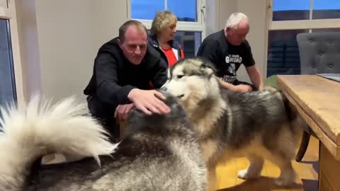 They Go Crazy For Surprise Visitors! Giant Dogs Reunited!