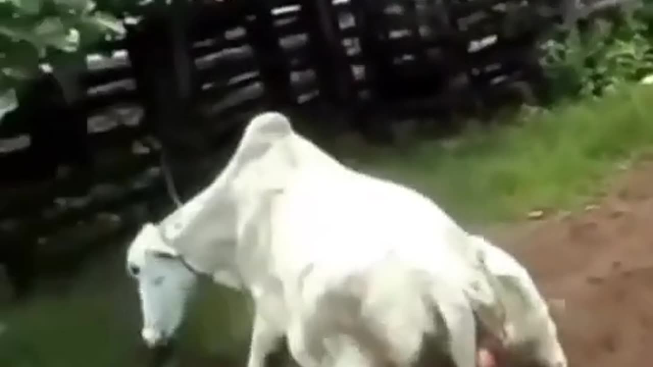 Funny videos 😹😹😹😹