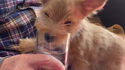 Thirsty Puppy Adorably Drinks From Glass