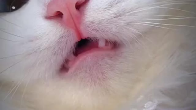 Cat Video