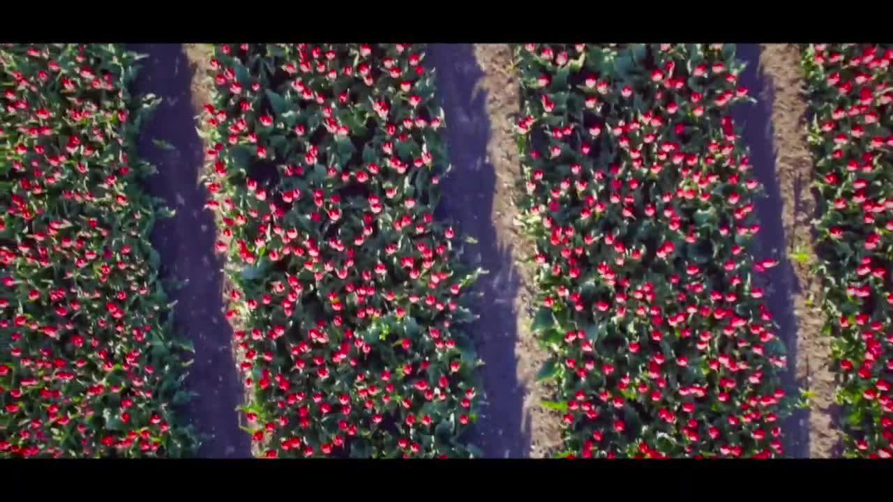 Tulips in the Netherlands _ Flower Power of the Netherlands _ Aerial View of Beautiful Flowers