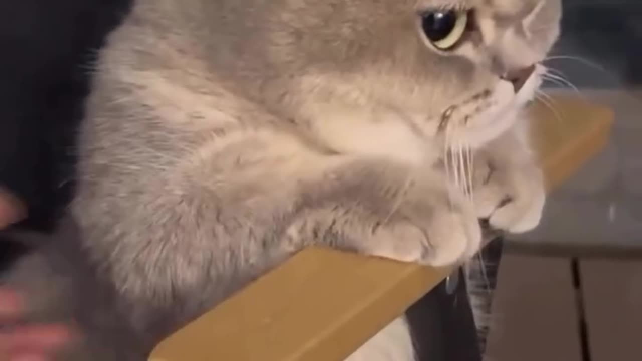 Funny cats