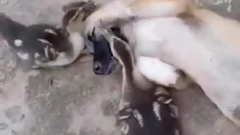 Duck playing with dog. Cutest video of the day