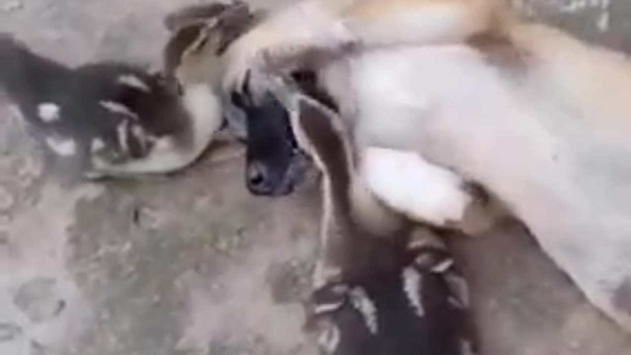 Duck playing with dog. Cutest video of the day