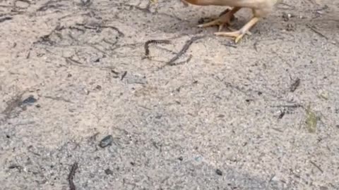 Two chicks are fighting for food