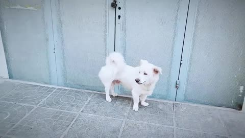 Dog training video