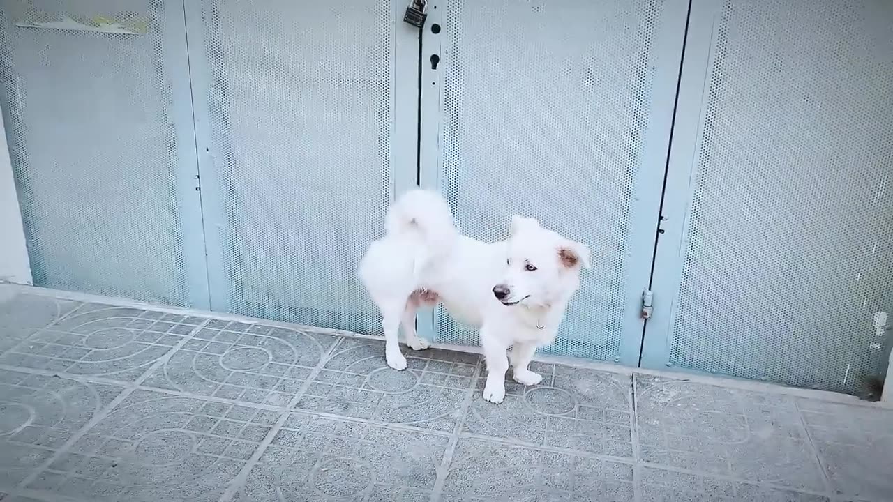 Dog training video