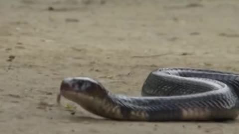 Cobra stalks one unlucky toad 🐍 #PlanetEarth3