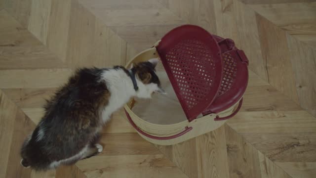 Top view of curious splotchy fluffy domestic male cat