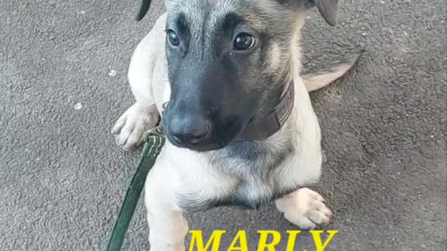 MARLY malinois 🐕