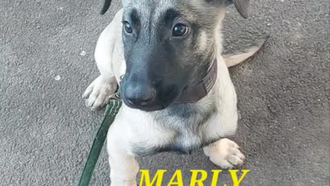 MARLY malinois 🐕