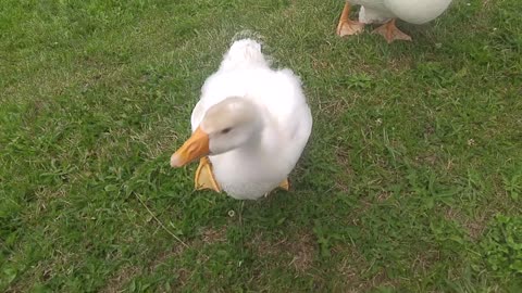 Gosling greeting me today as the family came ashore