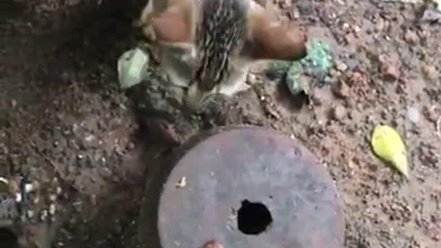 funny cat videos | cute cat videos | cute animals | funny cats Playing Time with Me 08 #shorts