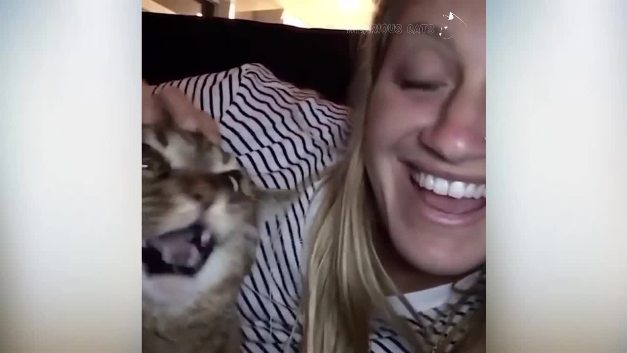 Cat attacking people compilation | cat slapping their owner| funny cat video | funny pet| cat