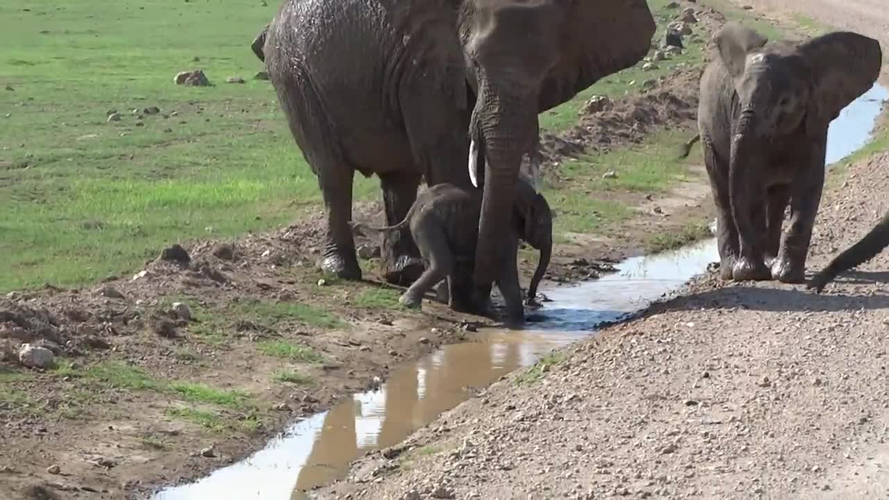 Too cute. This baby elephant is trying to cross the stream